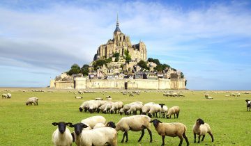 Mont Saint Michel, view with sheep